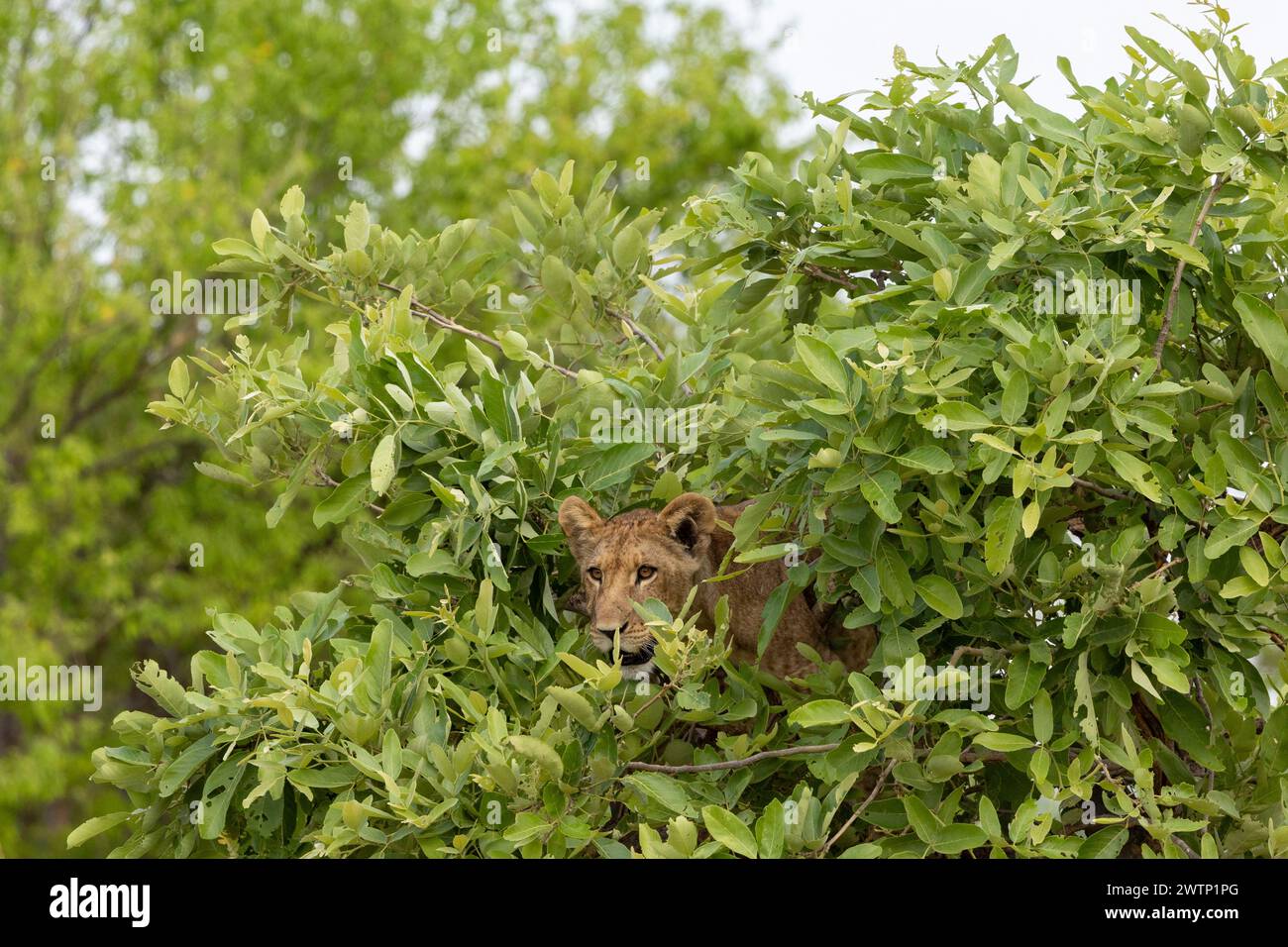 Löwenjunge versteckt sich in einem Baum in Botswana, Afrika Stockfoto