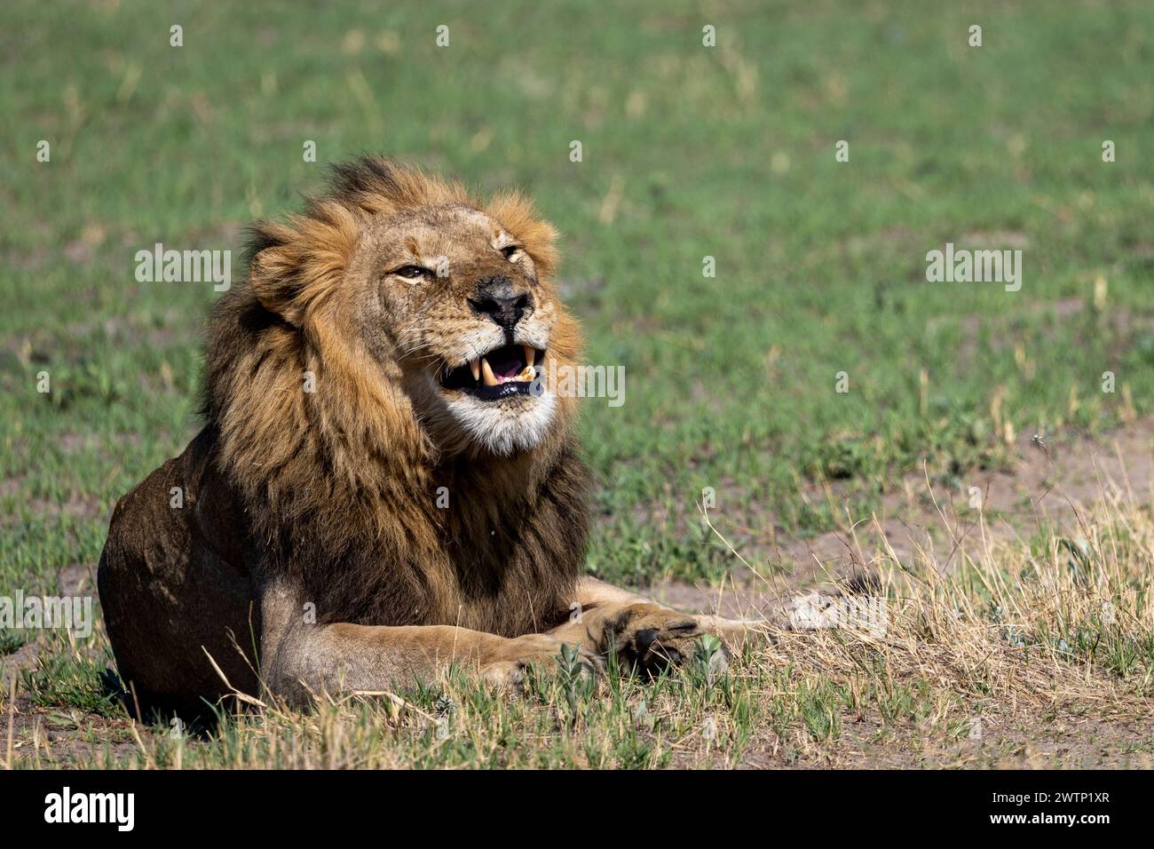 Männlicher Löwe in Botswana, Afrika, der lachend auf dem Grasland sitzt Stockfoto