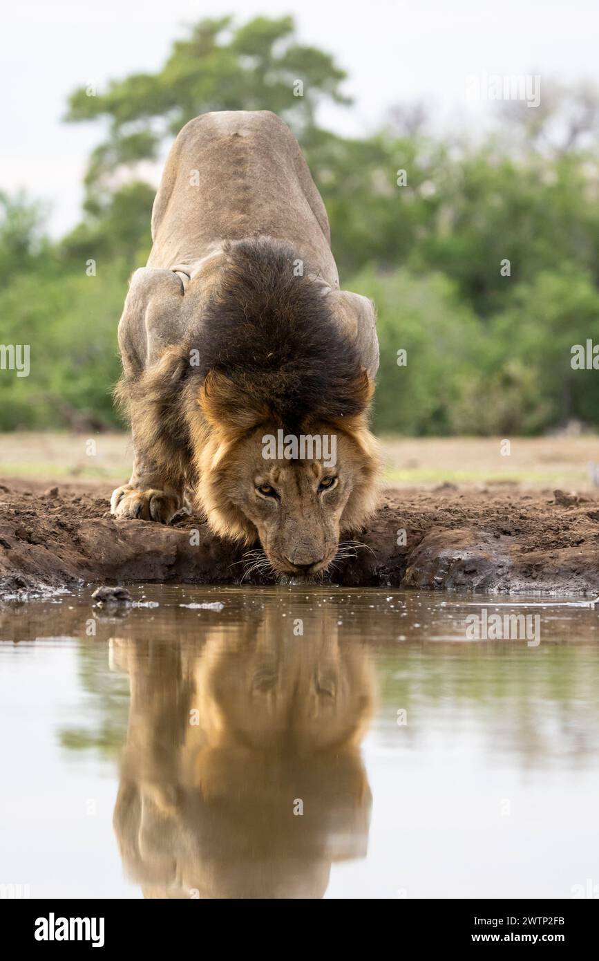 Männlicher Löwe an einem Wasserloch in Botswana, Afrika Stockfoto