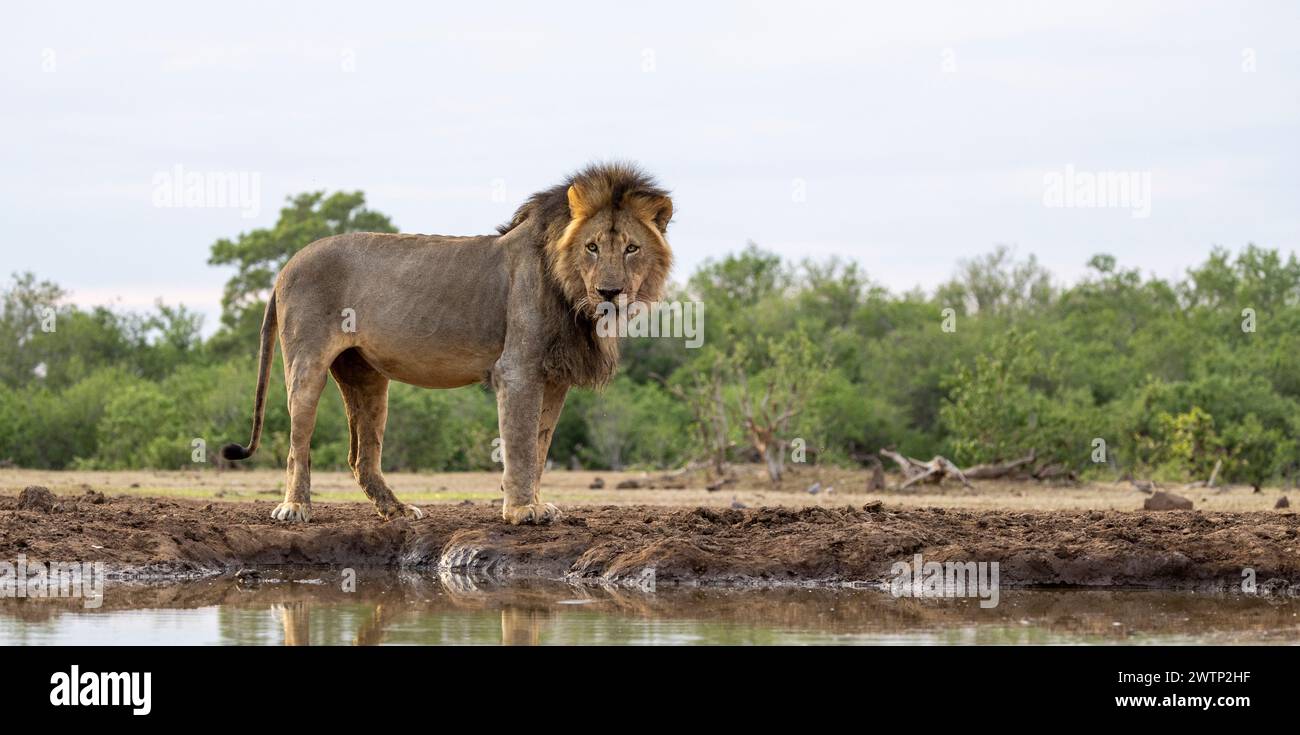 Löwe am Rande eines Wasserlochs in Botswana, Afrika Stockfoto