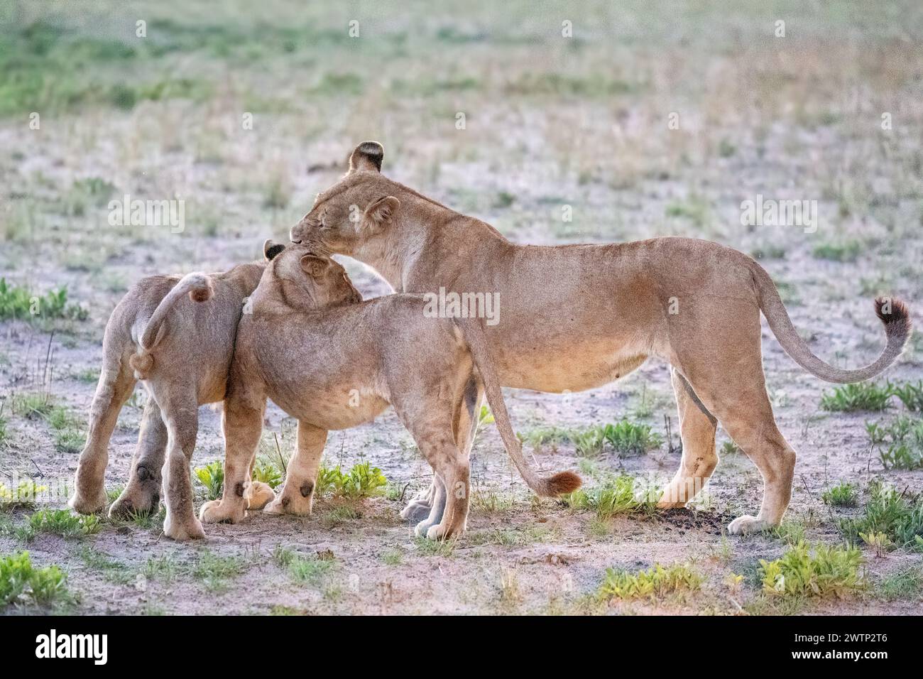 Weibliche erwachsene Löwenjungen in Botswana, Afrika Stockfoto