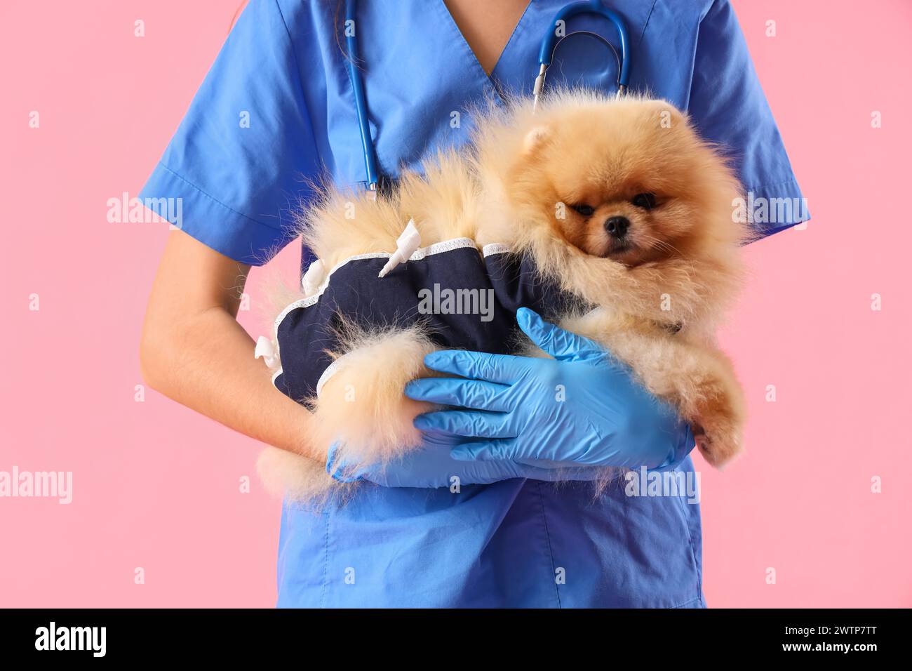 Tierarzt mit Pommerschen Hund im Genesungsanzug nach Sterilisation auf rosa Hintergrund, Nahaufnahme Stockfoto