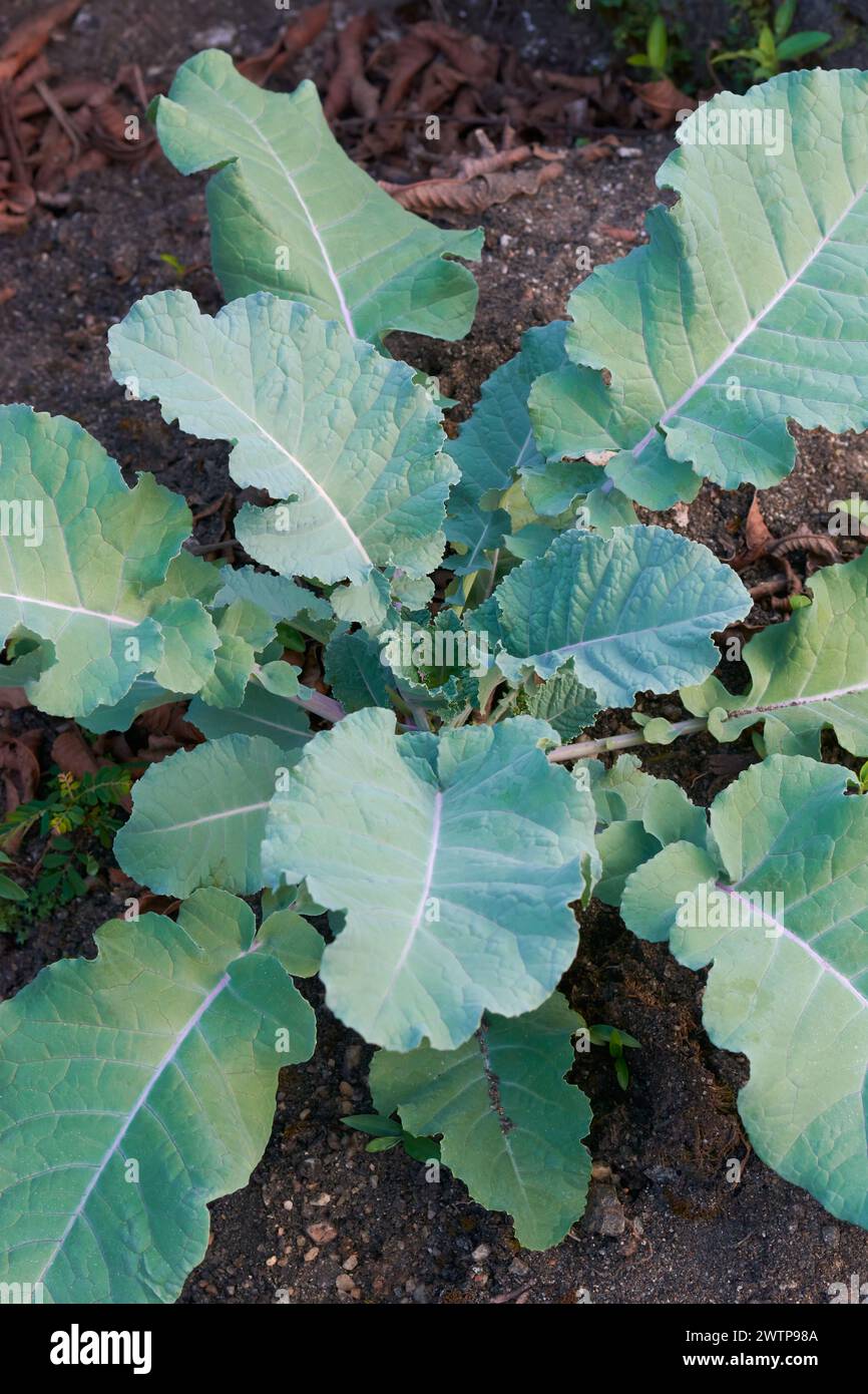 Nahaufnahme der Kohl-Pflanze im Garten, brassica oleracea, leicht zu züchtende grüne Blattpflanze, selektiv von oben entnommen Stockfoto