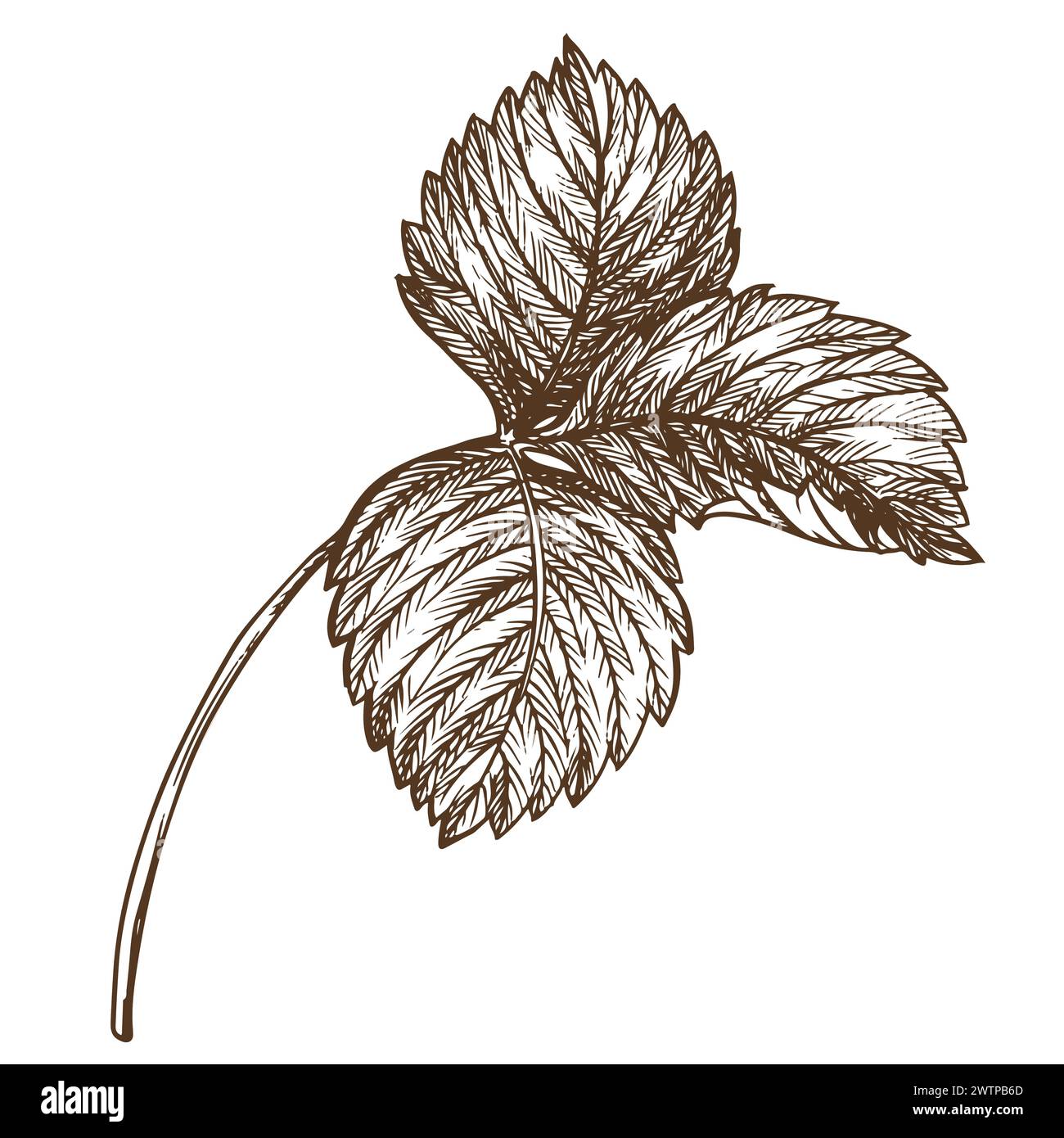 Erdbeerblatt mit Graviertechnik. Handgezeichnete botanische Tuschzeichnung einer Pflanze mit feinen Details. Vektor-Heilkräuter, Vitamin-Tee-Zutat. R Stock Vektor