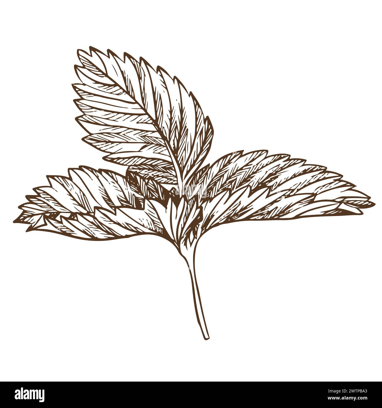 Erdbeerblatt mit Graviertechnik. Handgezeichnete botanische Tuschzeichnung einer Pflanze mit feinen Details. Vektor-Heilkräuter, Vitamin-Tee-Zutat. R Stock Vektor