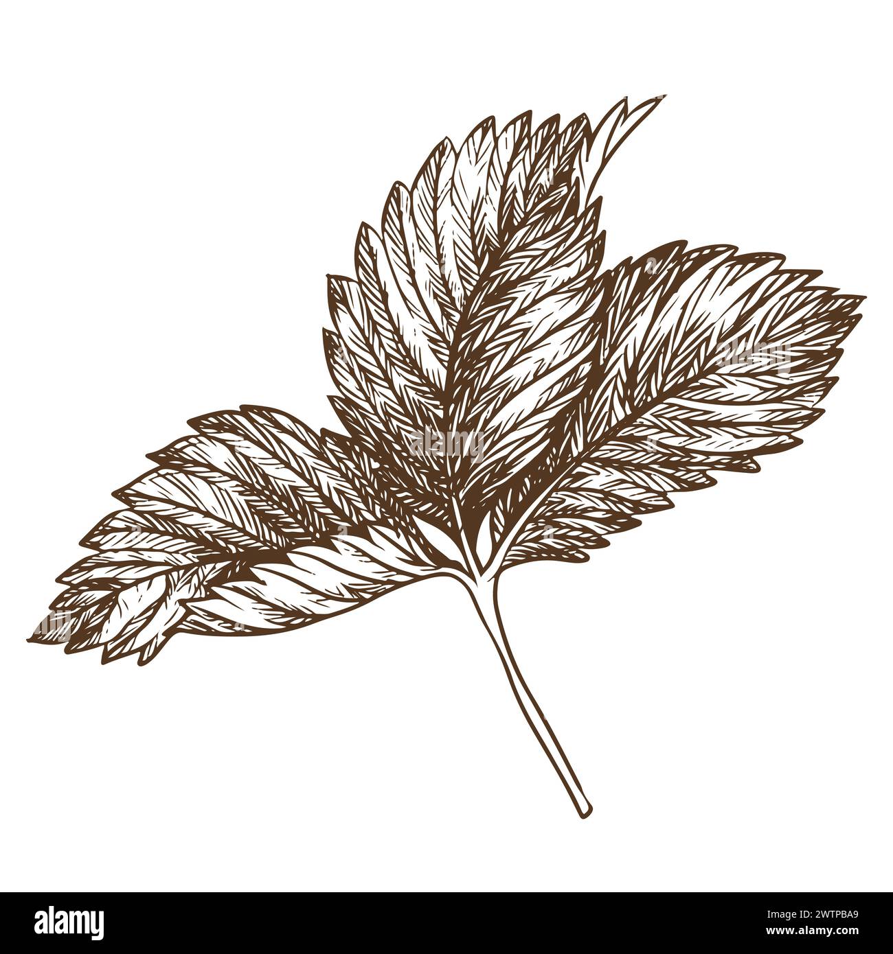 Erdbeerblatt mit Graviertechnik. Handgezeichnete botanische Tuschzeichnung einer Pflanze mit feinen Details. Vektor-Heilkräuter, Vitamin-Tee-Zutat. R Stock Vektor