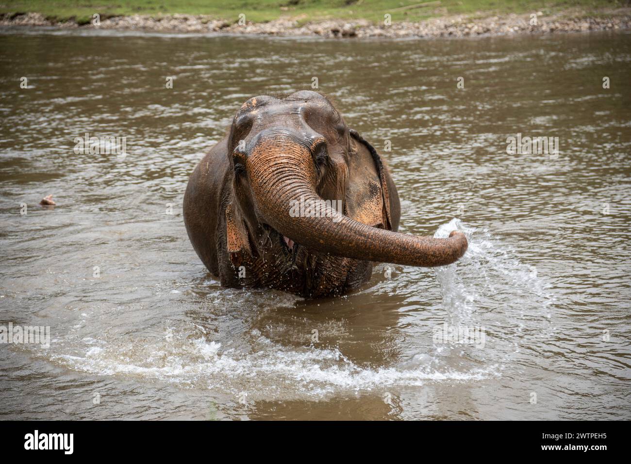 Ein Elefant spielt mit Wasser im Fluss im Elephant Nature Park, einem Rettungs- und Rehabilitationsschutzgebiet für Tiere, die missbraucht und ausgebeutet wurden, in Chiang Mai, Thailand. Stockfoto