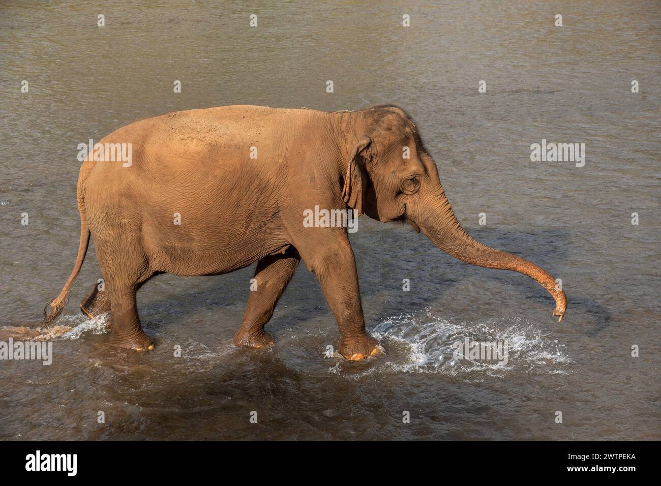 Ein Elefant spaziert im Fluss, im Elephant Nature Park, einem Rettungs- und Rehabilitationsschutzgebiet für Tiere, die missbraucht und ausgebeutet wurden, in Chiang Mai, Thailand. Stockfoto