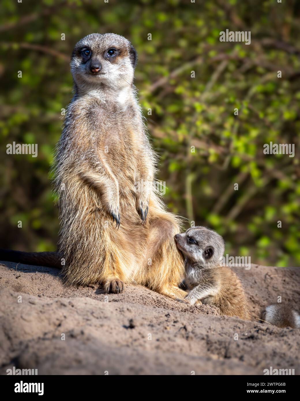 Ein erwachsener Erdmännchen und sein Baby auf einem Felsen vor grünen Bäumen Stockfoto