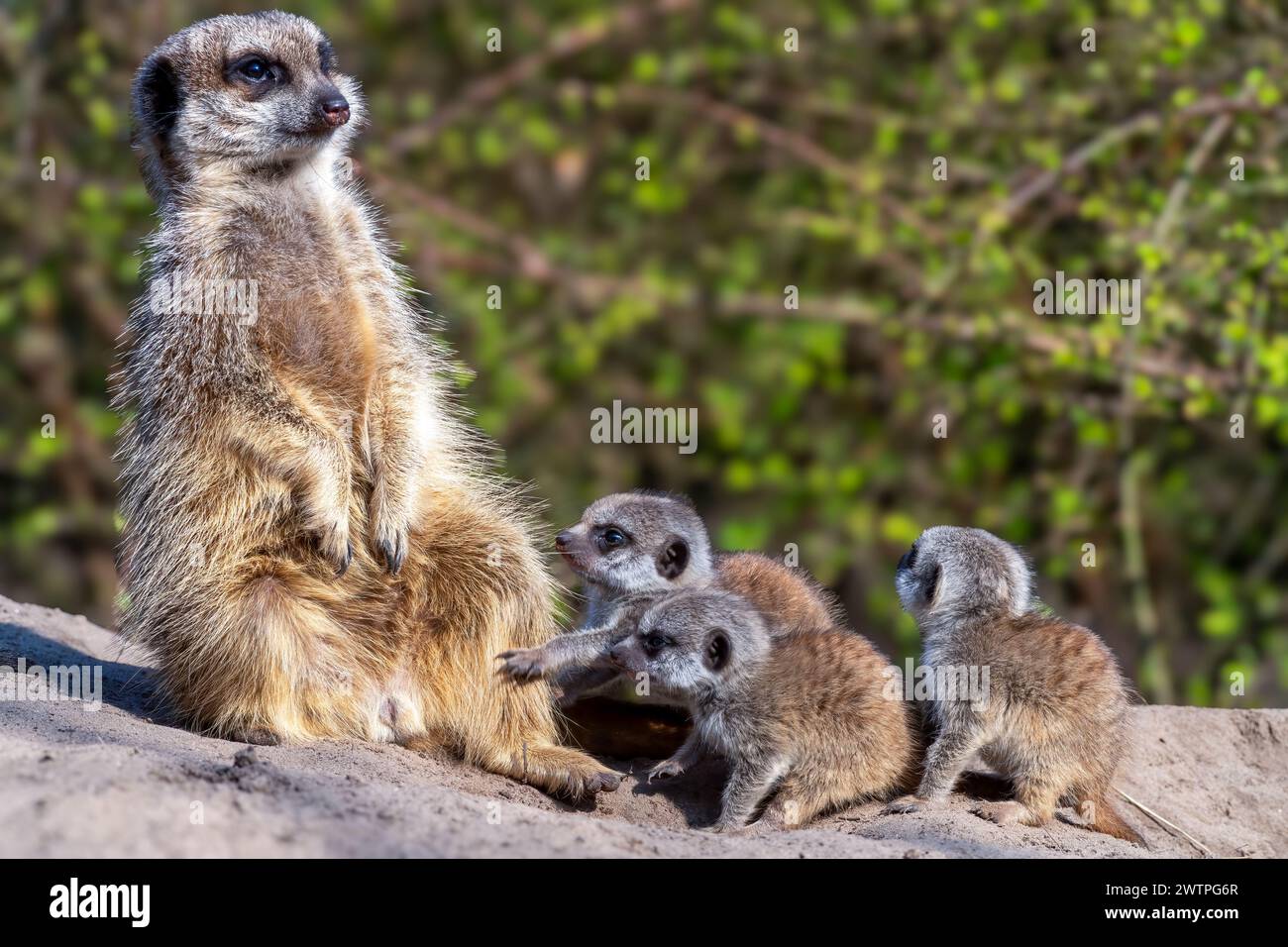 Ein erwachsener Erdmännchen und sein Baby auf einem Felsen vor grünen Bäumen Stockfoto