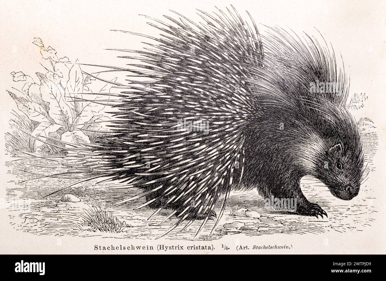Haubenschwein (Hystrix cristata) mit ausgestreckten Quillen in der Natur, historische Illustration in schwarz-weiß aus der Meyers-Enzyklopädie 4 Stockfoto