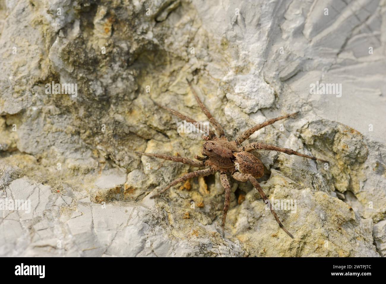 Falsche Tarantel oder Wolfsspinne (Alopecosa farinosa), weiblich, Provence, Südfrankreich Stockfoto