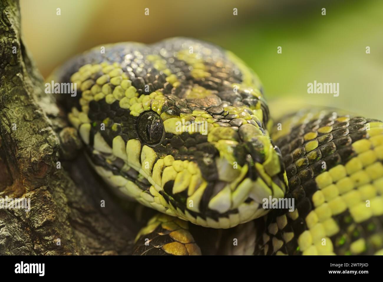Teppichpython (Morelia spilota variegata), in Gefangenschaft, Vorkommen in Australien Stockfoto