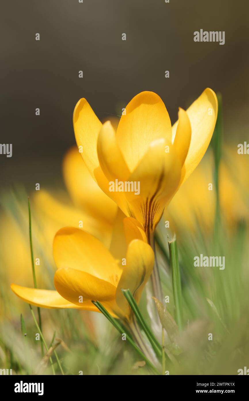 Goldener Krokus oder niederländischer gelber Krokus (Crocus flavus), Nordrhein-Westfalen, Deutschland Stockfoto