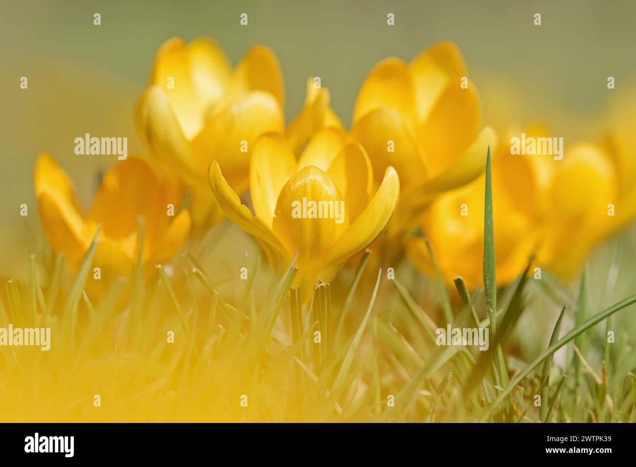 Goldener Krokus oder niederländischer gelber Krokus (Crocus flavus), Nordrhein-Westfalen, Deutschland Stockfoto
