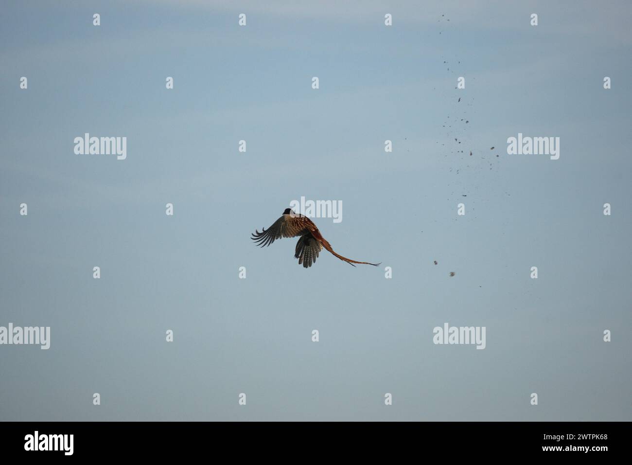 Fasan (Phasianus colchicus) wird während des Fluges von Schrotflinten getroffen, so dass die Federn fliegen, Niederösterreich, Österreich Stockfoto