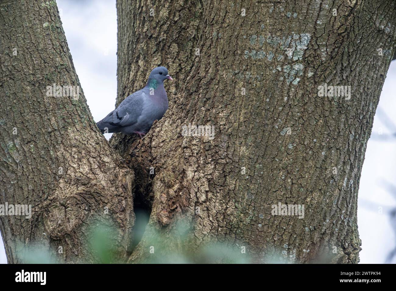 Hohltaube (Columba Oenas), Emsland, Niedersachsen, Deutschland Stockfoto