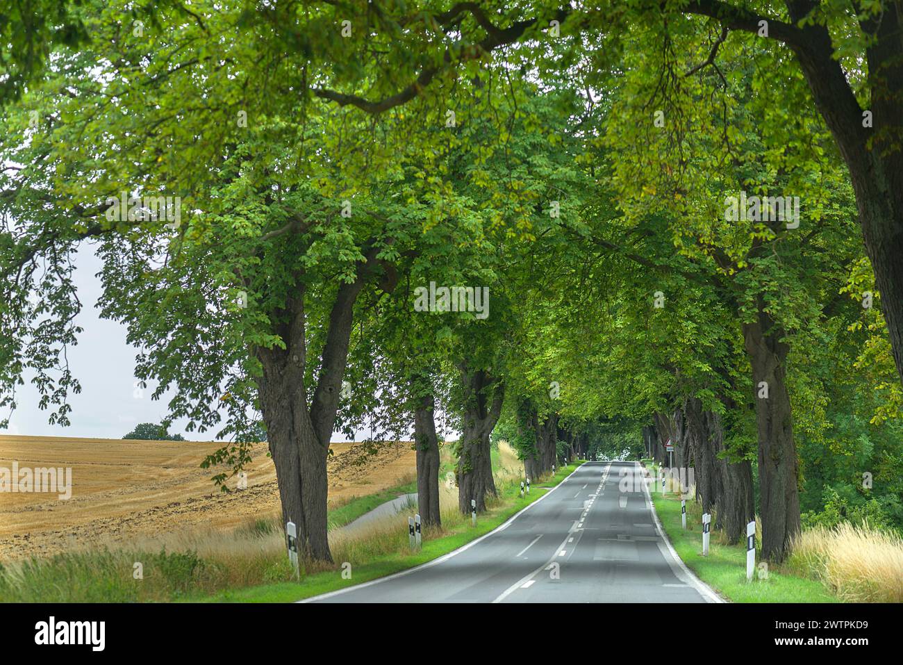 Kastanienallee (Castanea) an einer Landstraße, Mecklenburg-Vorpommern, Deutschland Stockfoto