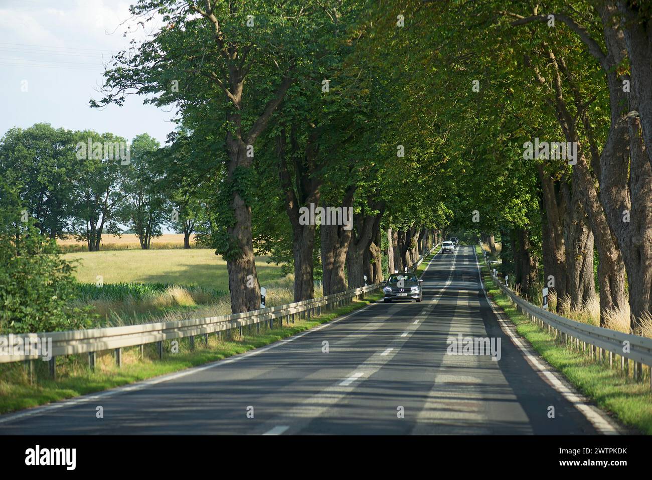 Kastanienallee (Castanea) an einer Landstraße, Mecklenburg-Vorpommern, Deutschland Stockfoto