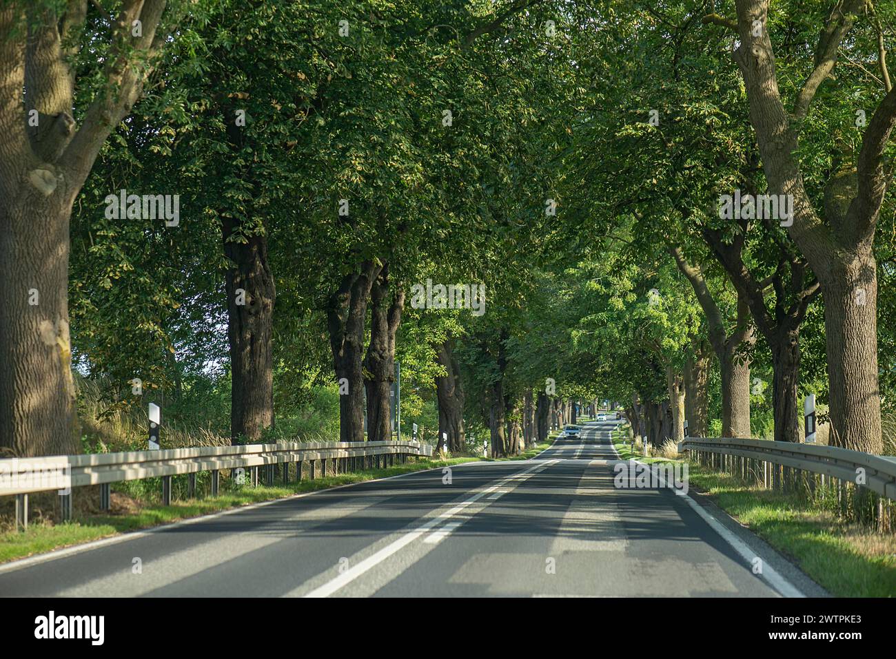 Kastanienallee (Castanea) an einer Landstraße, Mecklenburg-Vorpommern, Deutschland Stockfoto