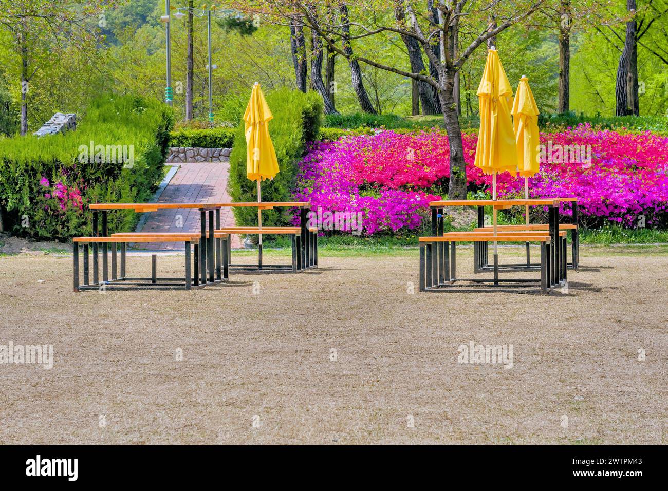 Entspannender Park mit Tischen unter gelben Sonnenschirmen und blühenden Sträuchern in Daejeon, Südkorea Stockfoto