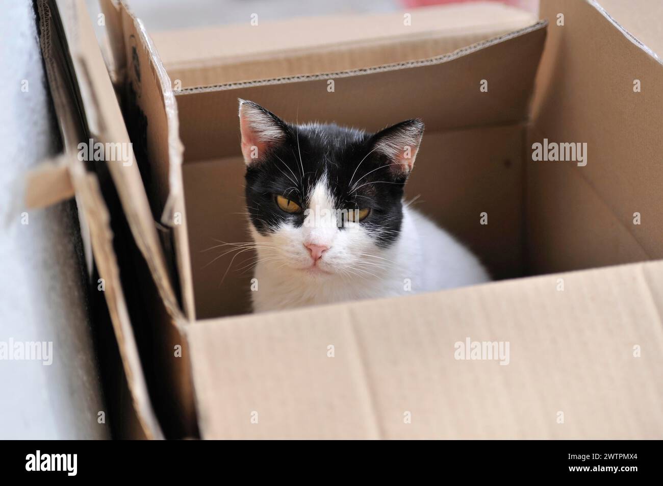 Griechische Katze, Felis cato, Grece Stockfoto