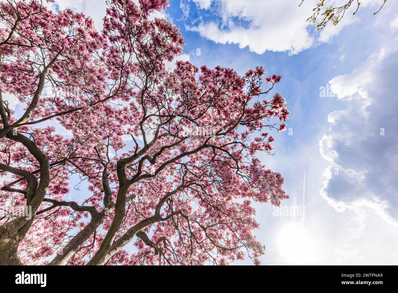 Magnolienblüte, blühende Magnolien (Magnolien) vor dem Neuen Schloss, Stuttgart, Baden-Württemberg, Deutschland Stockfoto
