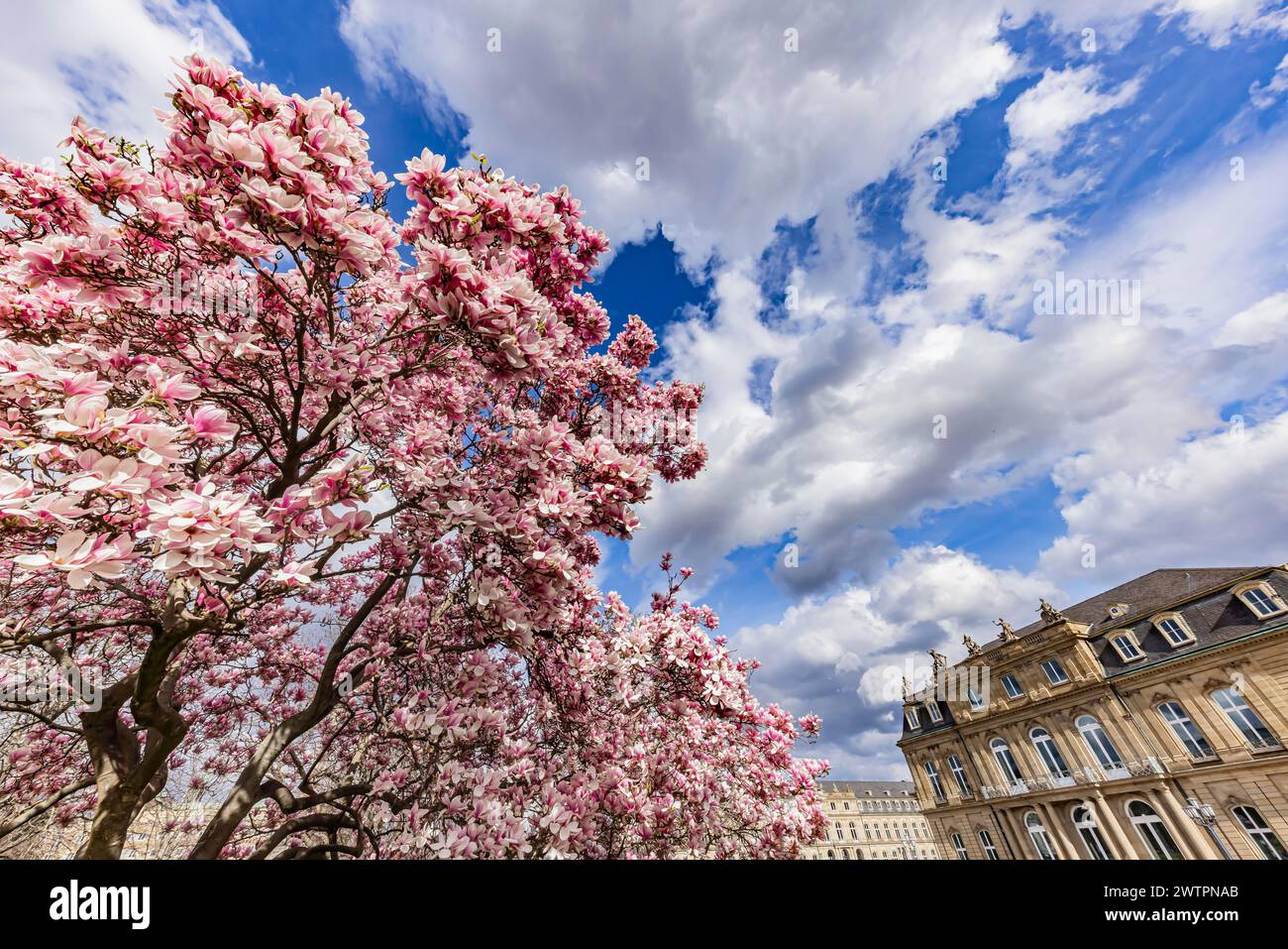 Magnolienblüte, blühende Magnolien (Magnolien) vor dem Neuen Schloss, Stuttgart, Baden-Württemberg, Deutschland Stockfoto
