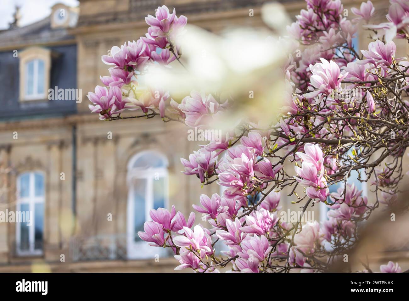 Magnolienblüte, blühende Magnolien (Magnolien) vor dem Neuen Schloss, Stuttgart, Baden-Württemberg, Deutschland Stockfoto