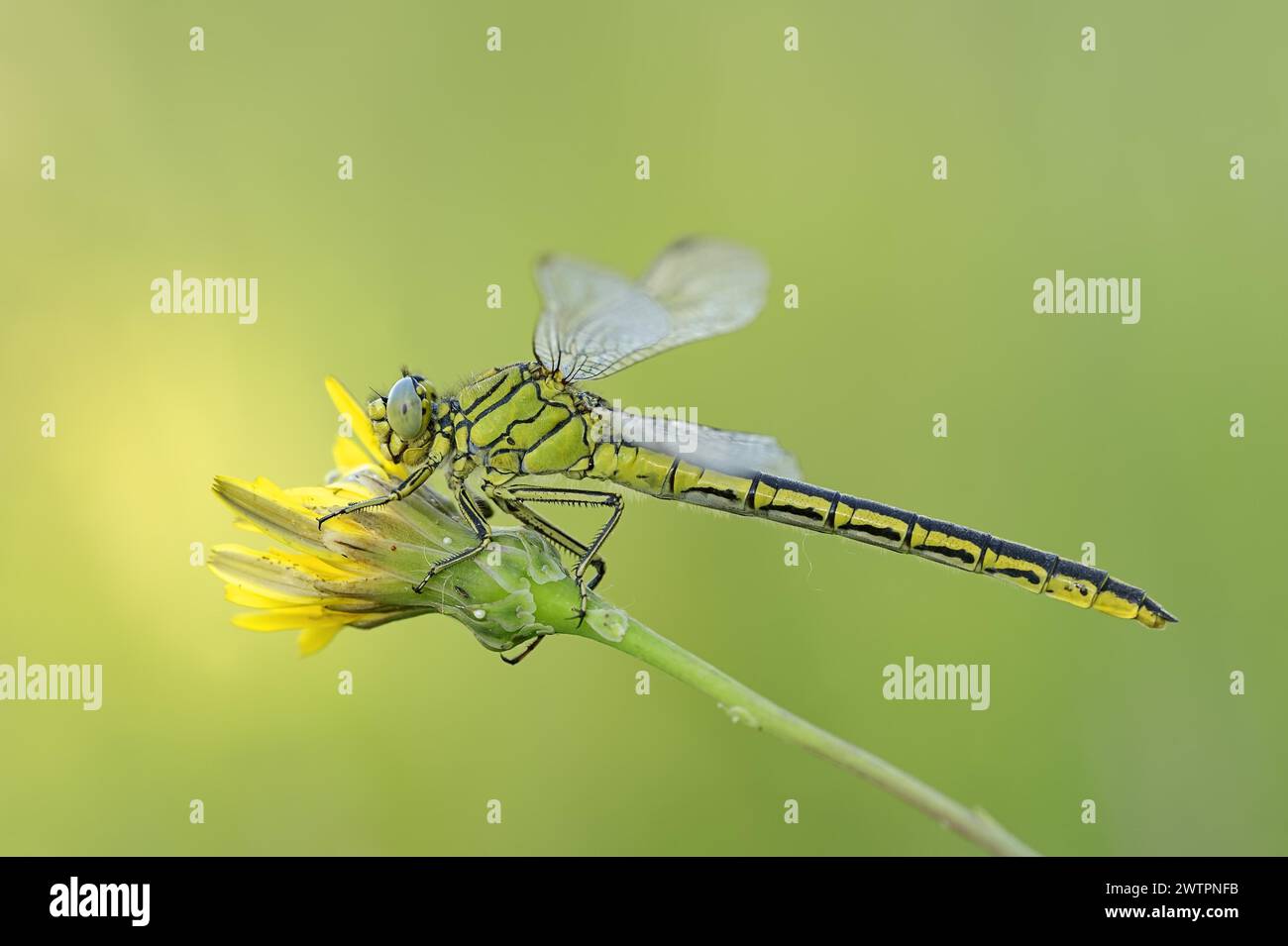 Westlicher Clubtail (Gomphus pulchellus), weiblich, Provence, Südfrankreich Stockfoto