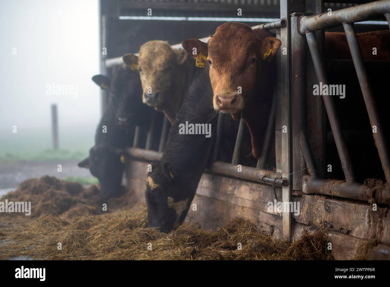 Irische Rinder in einem Stall an einem nebeligen Morgen. Leinster, Irland Stockfoto