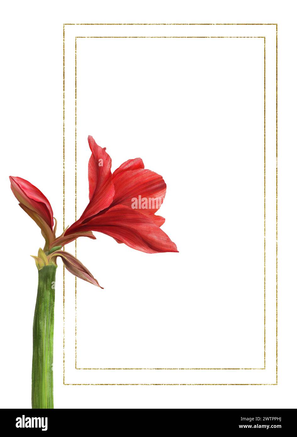 Rote amaryllis-Blüten, Stiele und Knospen mit goldenem Rahmen. Hippeastrum-Werksvorlage. Hand gezeichnet digitale Aquarellillustration Bloral Clipart für Stockfoto