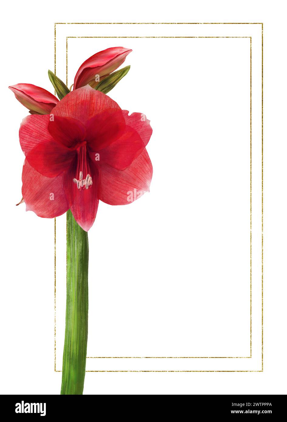 Rote amaryllis-Blüten, Stiele und Knospen mit goldenem Rahmen. Hippeastrum-Werksvorlage. Hand gezeichnet digitale Aquarellillustration Bloral Clipart für Stockfoto