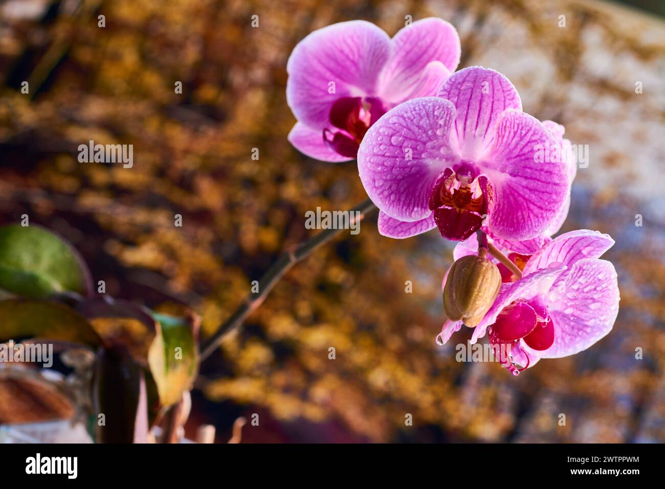 Nahansicht der Pink Orchid mit Wassertropfen, Phalaenopsis Stockfoto