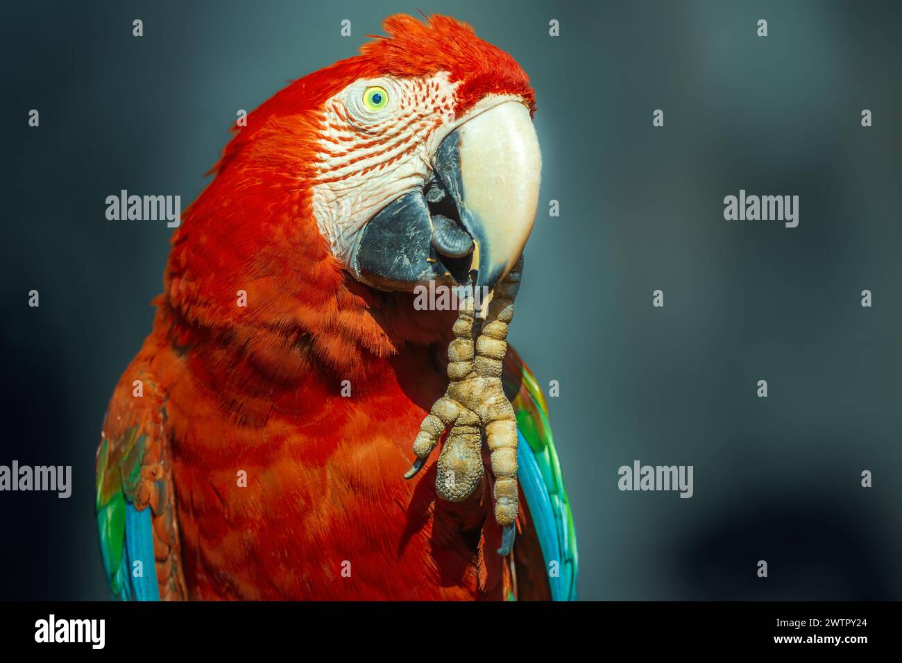 Roter Scharlach-Ara-Vogel, fotografiert über dunklem, verschwommenem Hintergrund Stockfoto