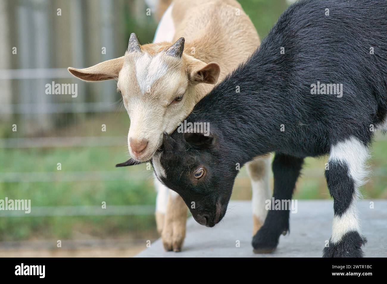 Ziegen spielen miteinander. Lustiges Tierfoto. Nutztier auf dem Bauernhof. Nahaufnahme eines Tierfotos Stockfoto