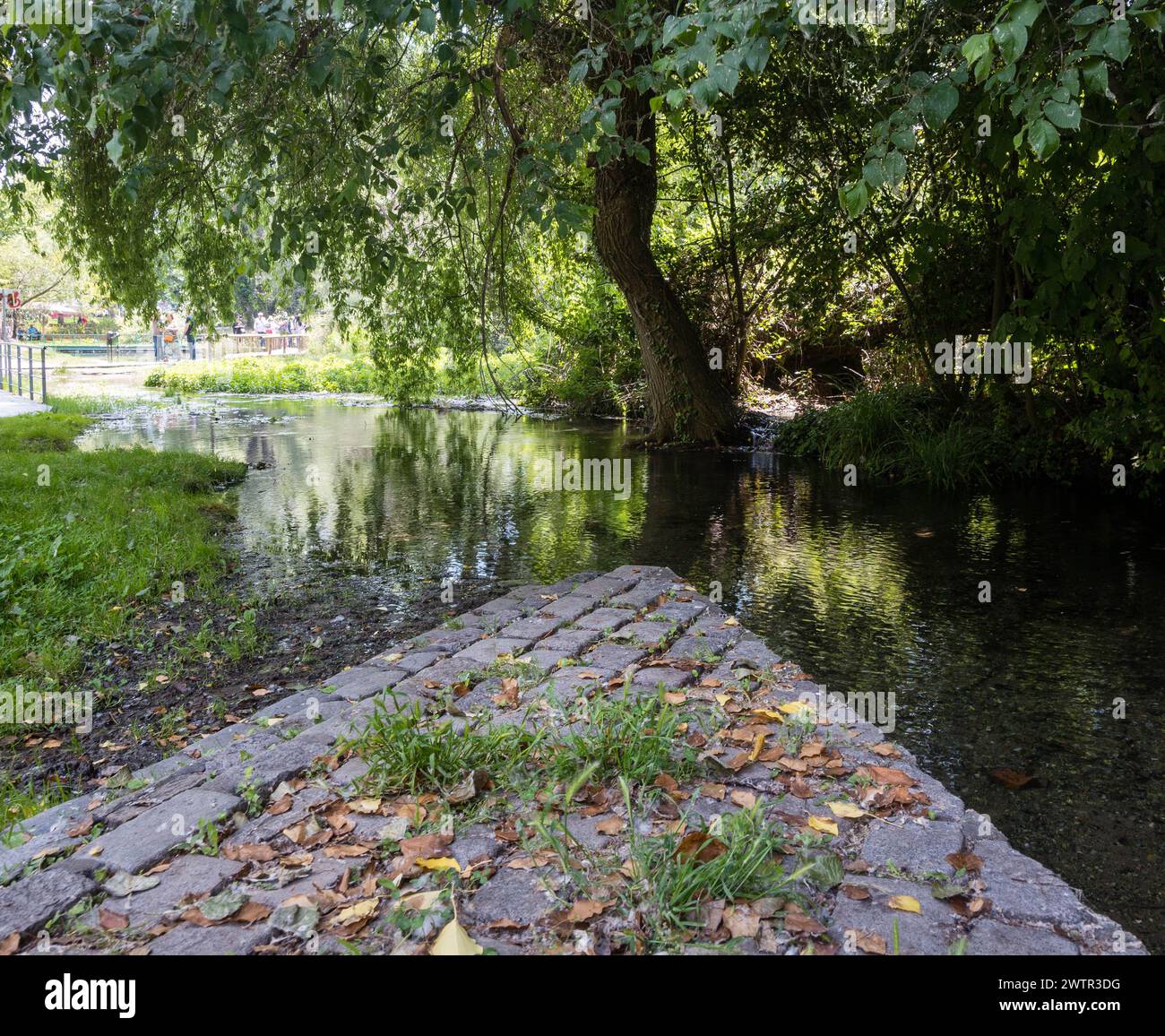 Frühling bunte Blumen und grüne Wälder und frische Luft - Stockfoto