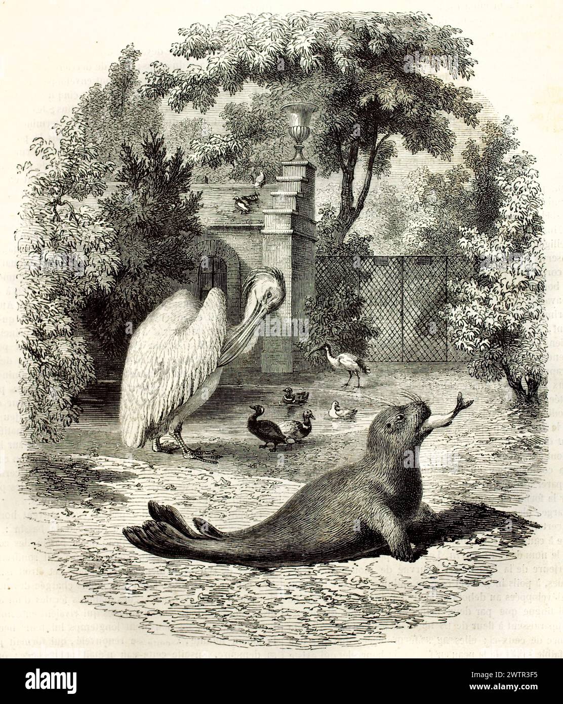Robben und Pelikan in einem Gartengehege, umgeben von Vögeln, detaillierte zoologische Stiche aus dem Magazin Pittoresque, 1852. Naturalistische Zusammensetzung Stockfoto