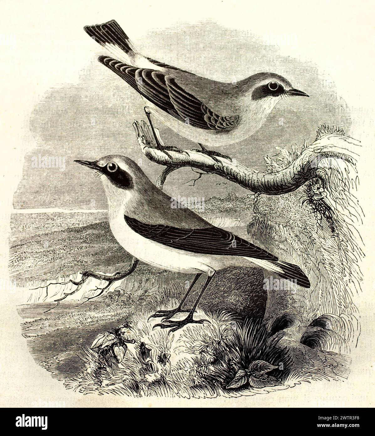 Zwei Vögel in einer natürlichen Landschaft, fein in einem Holzstich aus dem Magazin Pittoresque, 1852. Elegantes Detail und naturalistische Haltung. Stockfoto