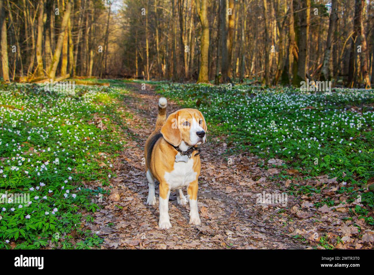 Ein Beagle-Hund im Frühlingswald, umgeben von Waldblumen und Bäumen Stockfoto
