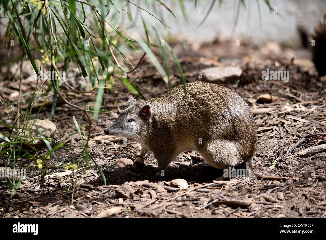 Südbraune Bandicoots sind etwa so groß wie ein Kaninchen und haben eine spitze Schnauze, einen buckligen Rücken, einen dünnen Schwanz und große Hinterfüße Stockfoto