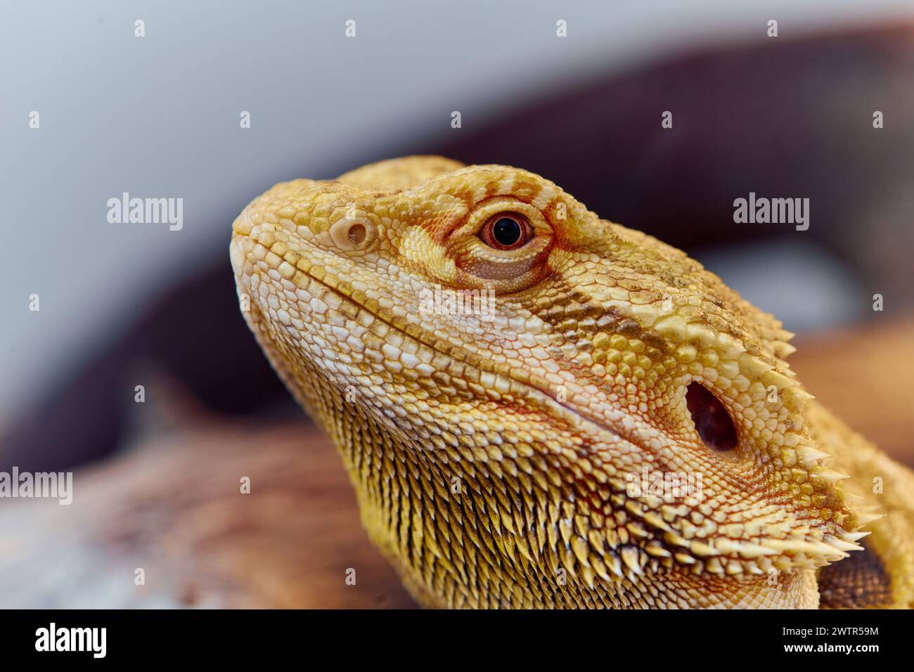 Nahaufnahme Porträt des bärtigen Drachen (Pogona Vitticeps) mit leuchtendem Gelb strukturierter Skala auf weißem Hintergrund Stockfoto
