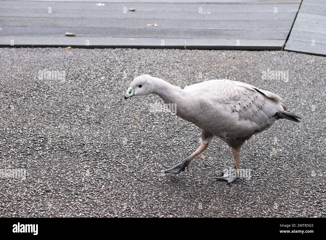 Die Kapbarren-Gans ist eine sehr große, hellgraue Gans mit einem relativ kleinen Kopf. Es hat Reihen großer dunkler Flecken in Linien über den Schultern und Stockfoto