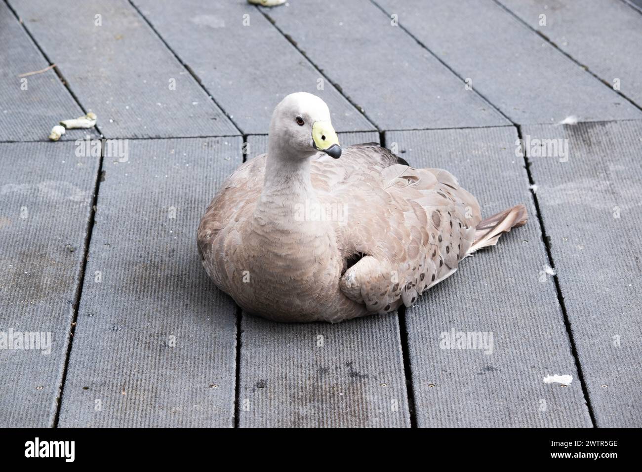 Die Kapbarren-Gans ist eine sehr große, hellgraue Gans mit einem relativ kleinen Kopf. Es hat Reihen großer dunkler Flecken in Linien über den Schultern und Stockfoto