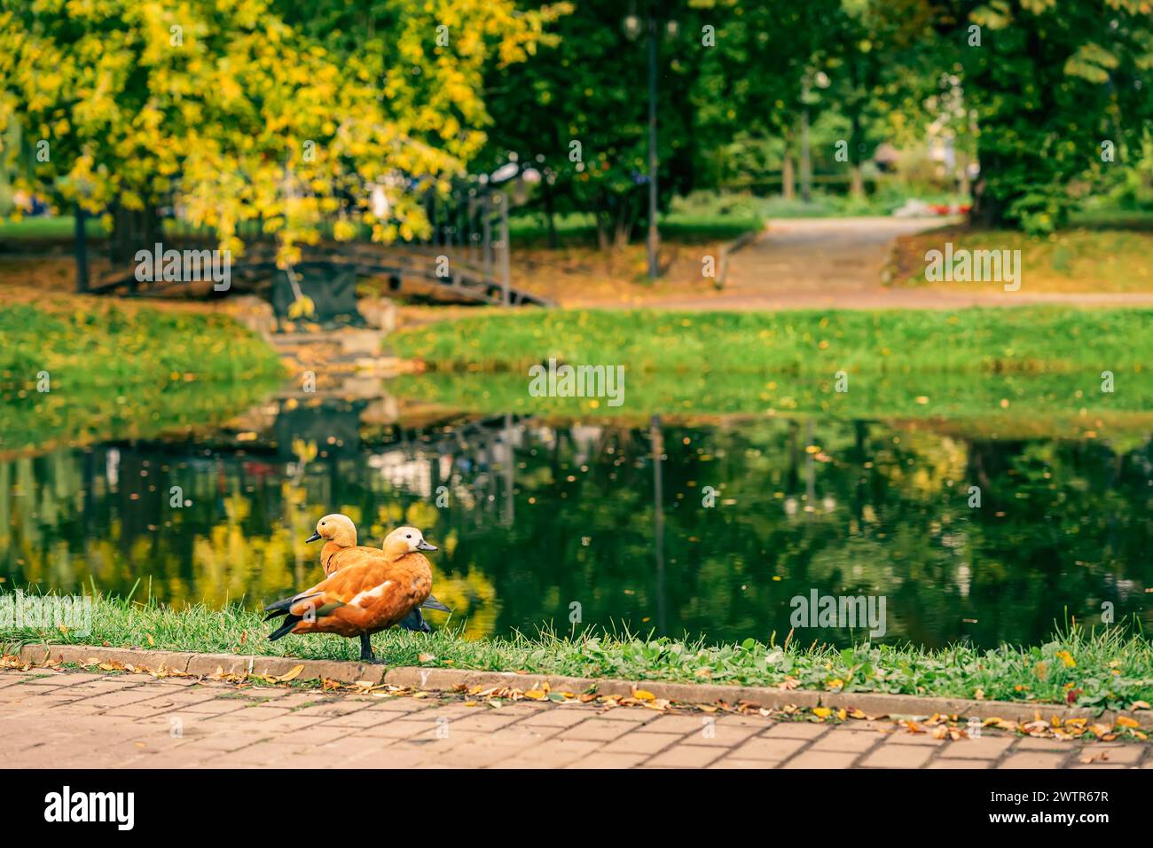 Zwei Enten laufen auf einem grasbewachsenen Gebiet in der Nähe eines Teichs und genießen ihre Zeit im Park. Herbst, Laubfall-Konzept Stockfoto