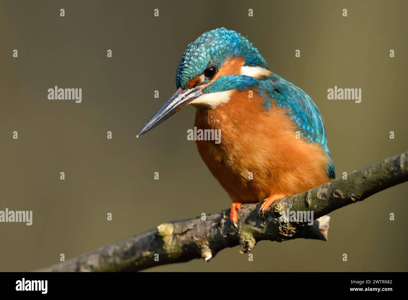 Kingfisher (Alcedo atthis), männlicher Vogel, auf einem Ast zur Jagd, detaillierte Frontansicht, schönes Licht, Tierwelt, Europa. Stockfoto
