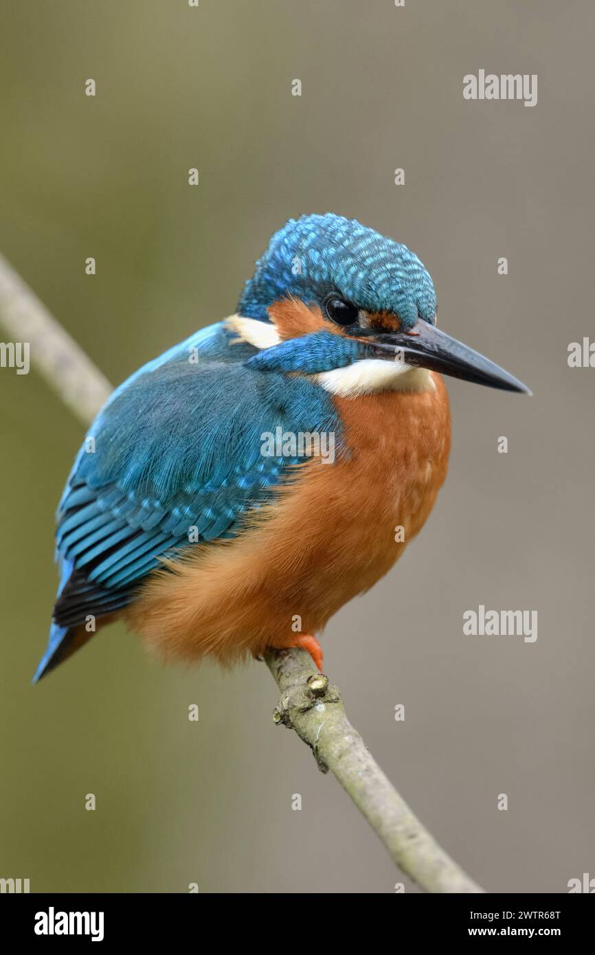 Eurasischer Eisvogel (Alcedo atthis), männlicher Vogel, auf der Jagd, auf einem Ast über dem Damm eines kleinen Baches, frontale Seitenansicht, Tierwelt, E Stockfoto