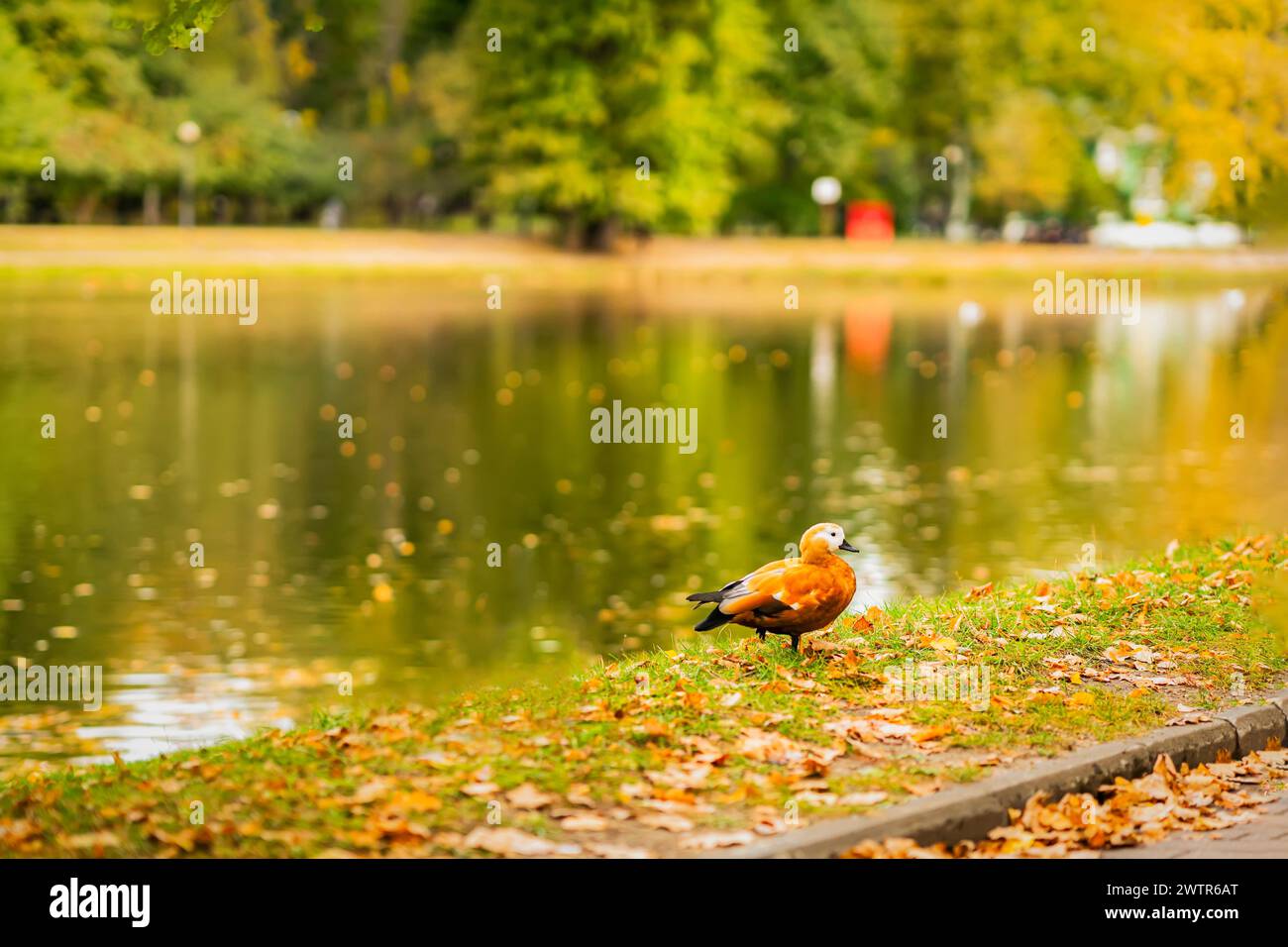 Ente steht auf dem Gras in der Nähe eines Teichs. Herbst, Laubfall-Konzept Stockfoto