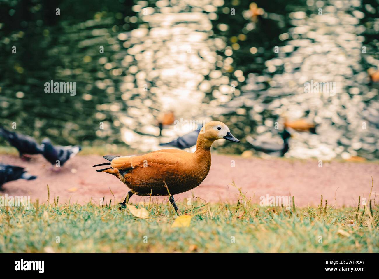 Ente läuft auf dem Gras in der Nähe eines Wassers, die Szene ist friedlich und ruhig. Herbst, Laubfall-Konzept Stockfoto
