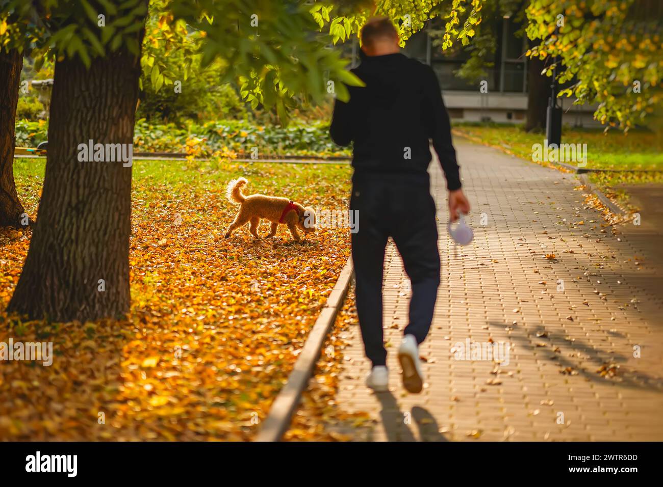 Mann, Rückansicht, geht mit seinem Hund auf einem Bürgersteig. Der Hund schnüffelt am Boden. Herbst, Laubfall-Konzept Stockfoto
